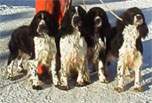 Windsong springers